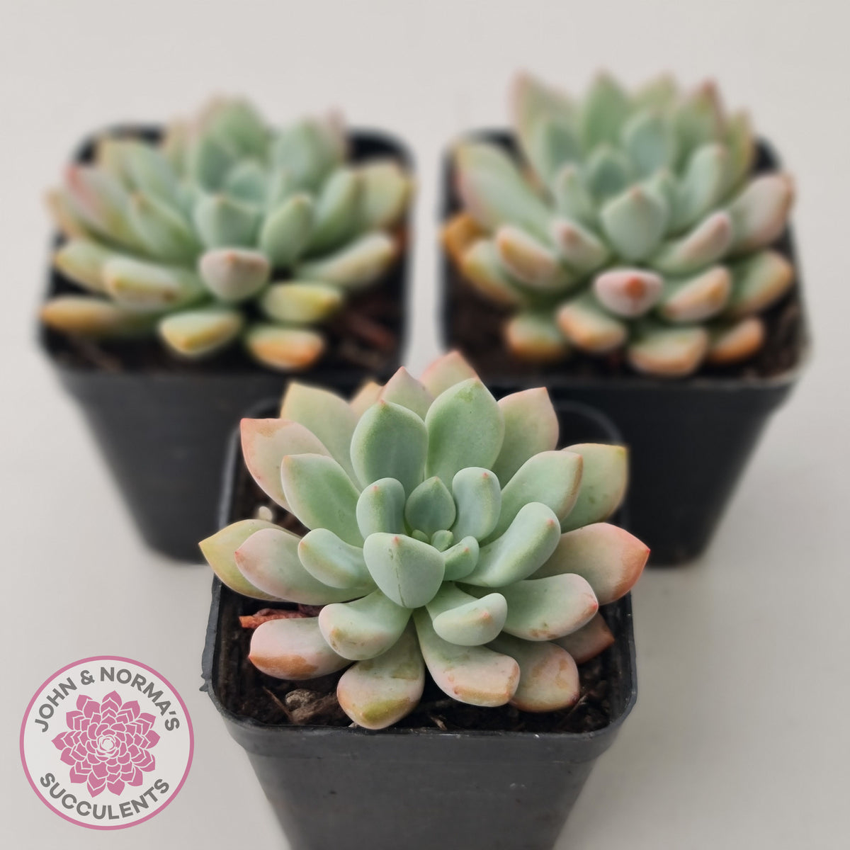 Graptoveria 'Orange Sherbert' - PKJ