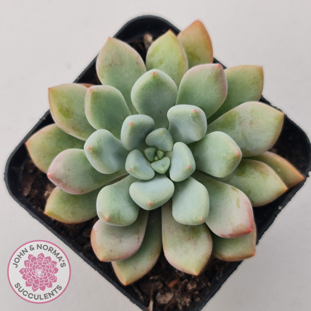Graptoveria 'Orange Sherbert' - PKJ