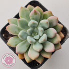 Graptoveria 'Orange Sherbert' - PKJ
