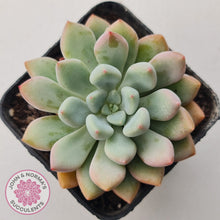 Load image into Gallery viewer, Graptoveria &#39;Orange Sherbert&#39; - PKJ
