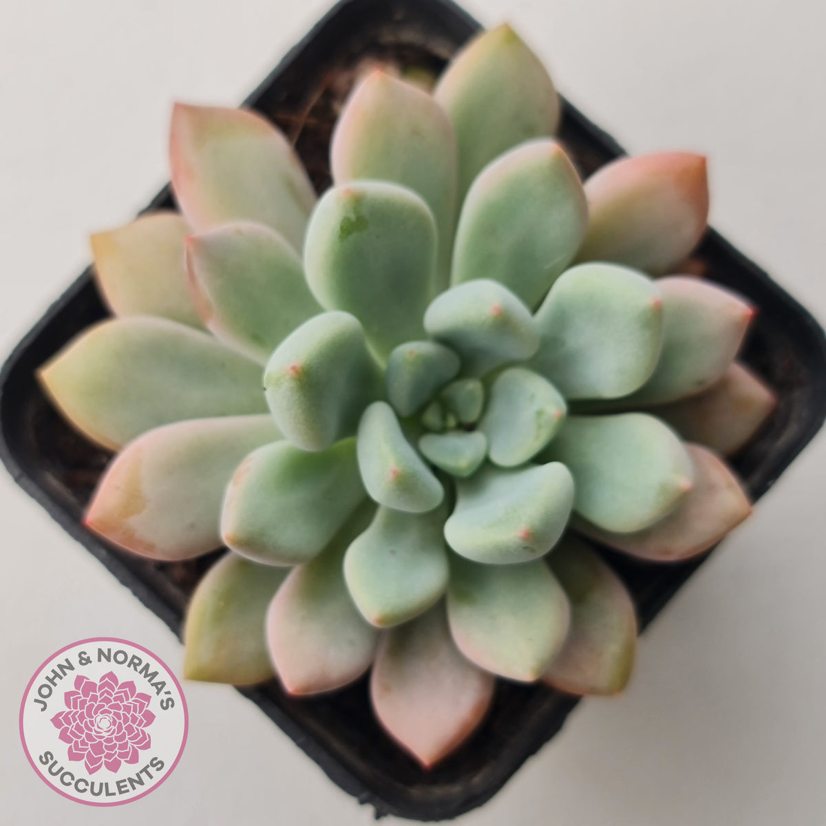 Graptoveria 'Orange Sherbert' - PKJ
