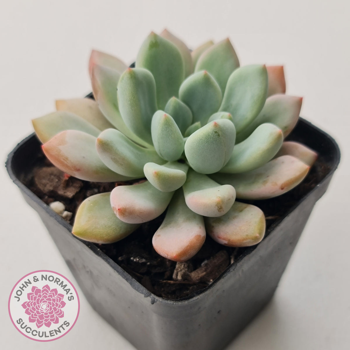 Graptoveria 'Orange Sherbert' - PKJ