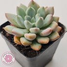 Graptoveria 'Orange Sherbert' - PKJ