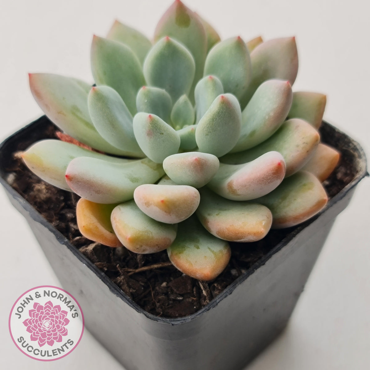 Graptoveria 'Orange Sherbert' - PKJ
