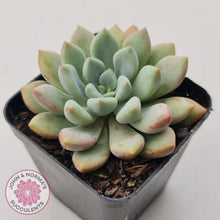 Load image into Gallery viewer, Graptoveria &#39;Orange Sherbert&#39; - PKJ
