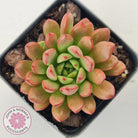 Graptoveria Pink Ruby