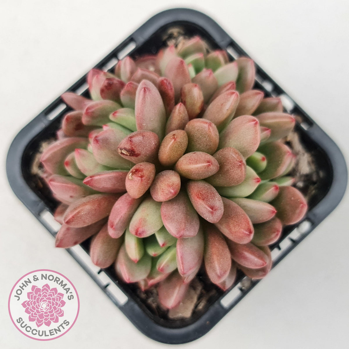 Graptoveria Pink Ruby