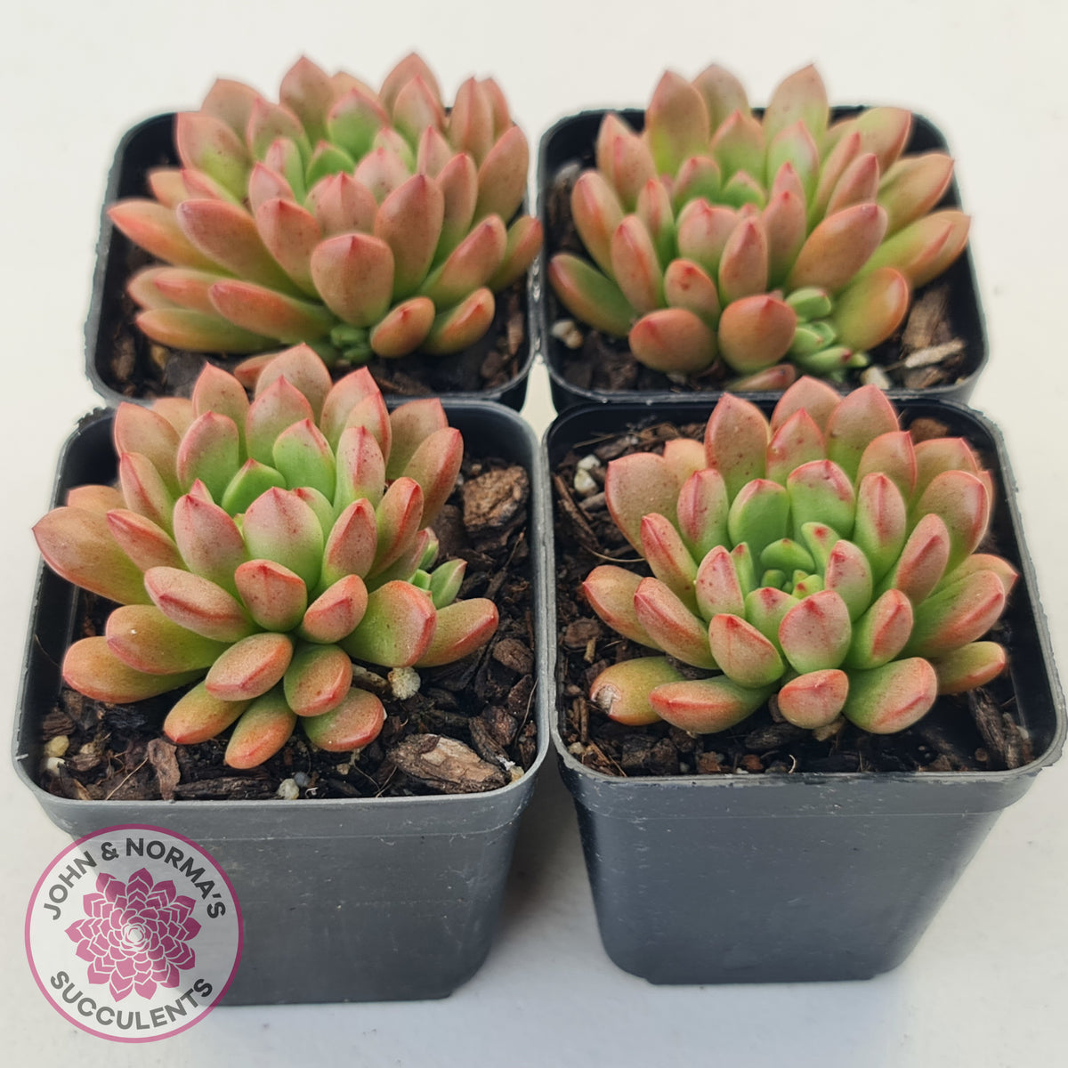 Graptoveria Pink Ruby