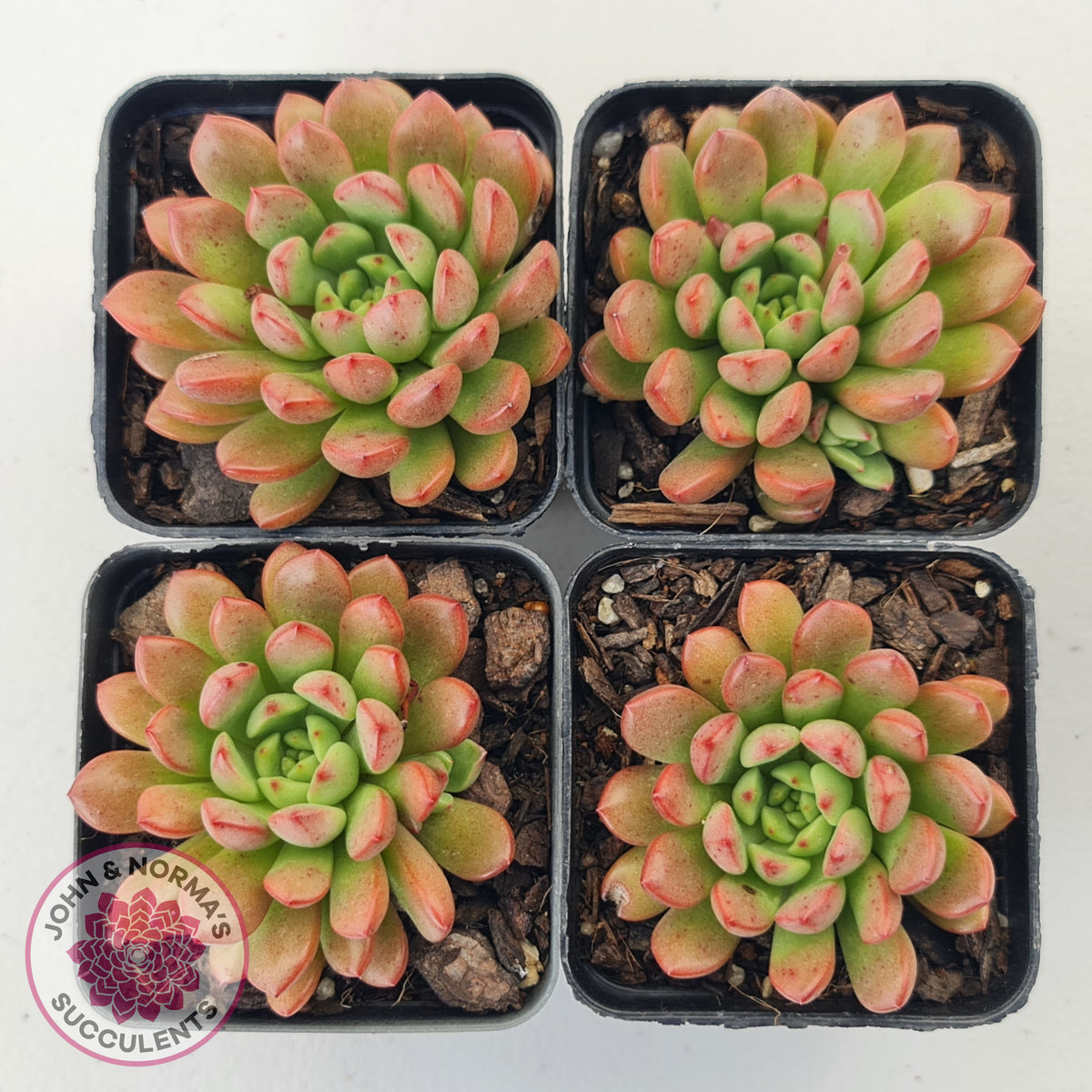 Graptoveria Pink Ruby