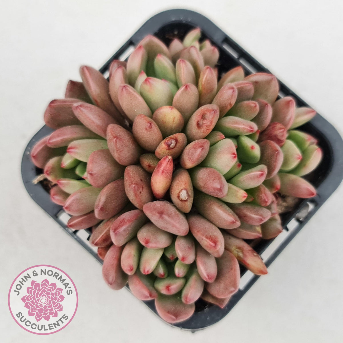Graptoveria Pink Ruby