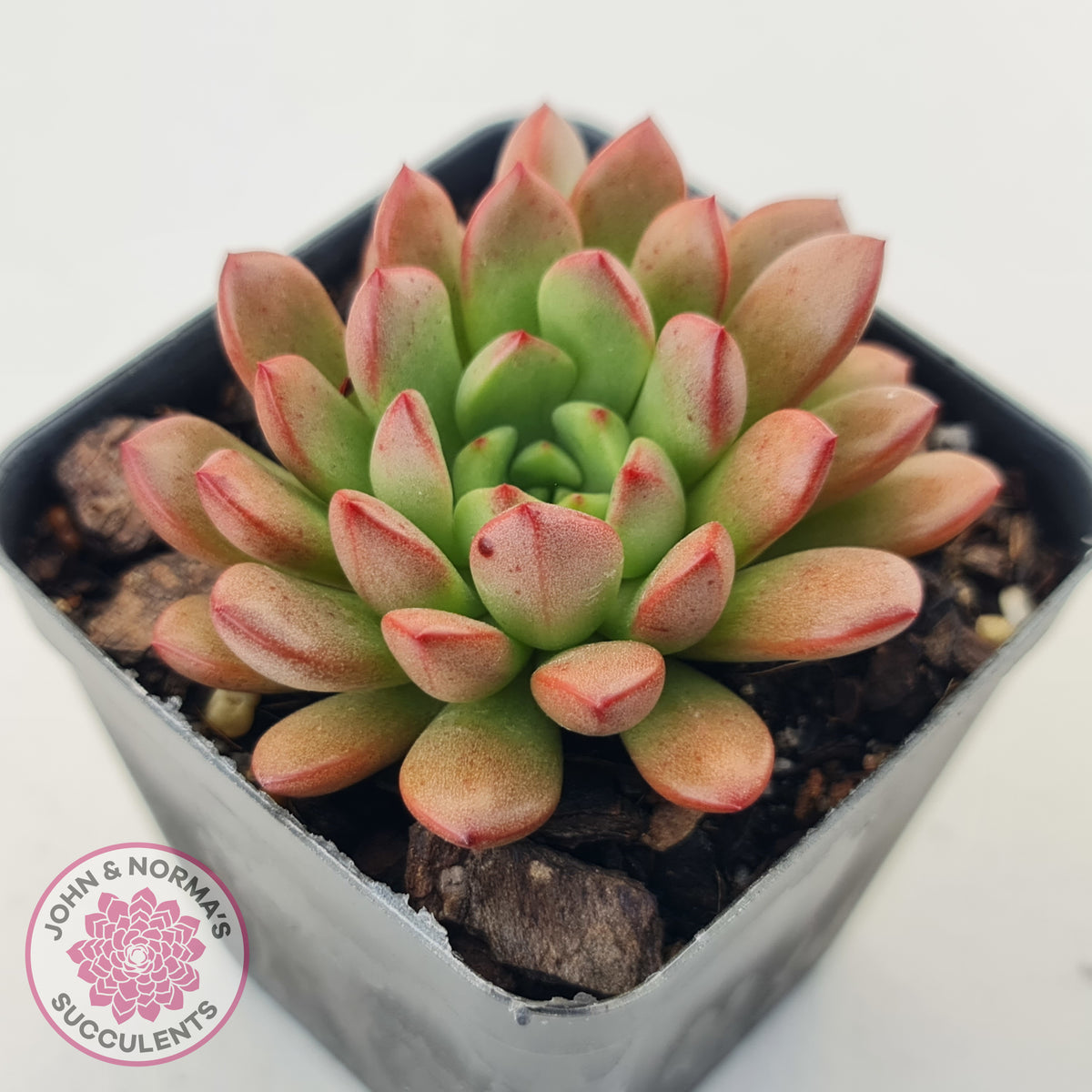 Graptoveria Pink Ruby