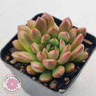 Graptoveria Pink Ruby