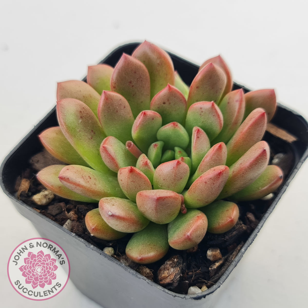 Graptoveria Pink Ruby