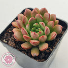 Graptoveria Pink Ruby