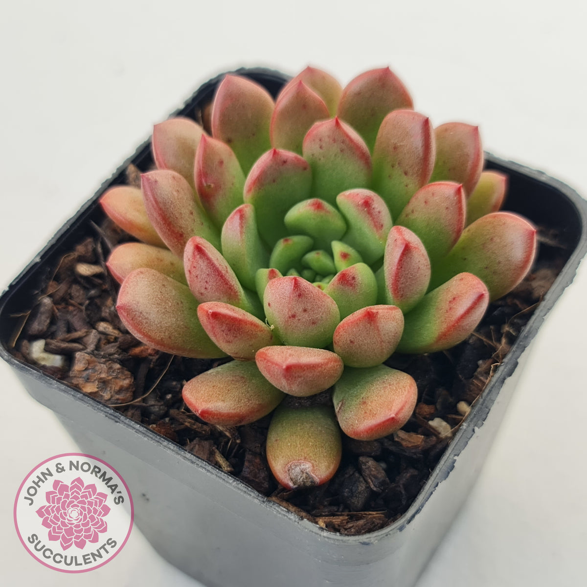 Graptoveria Pink Ruby