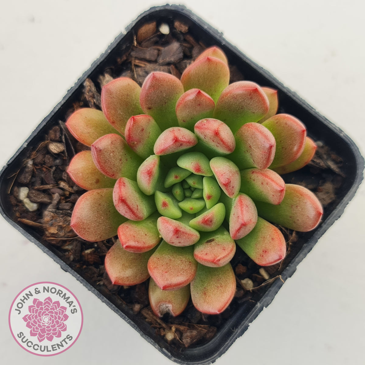 Graptoveria Pink Ruby