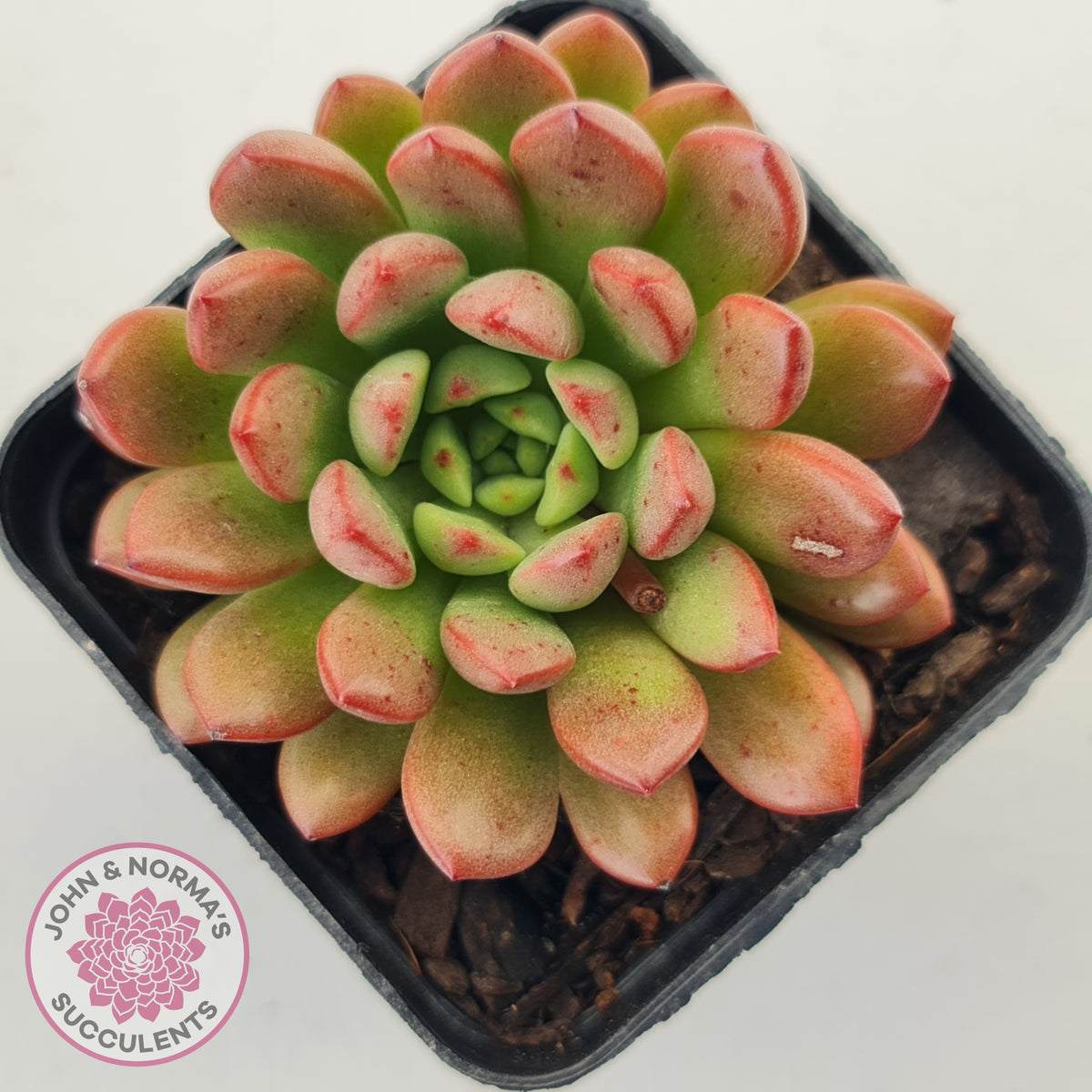 Graptoveria Pink Ruby