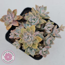 Load image into Gallery viewer, Graptoveria Rose Queen - Small form - John &amp; Norma&#39;s Succulents
