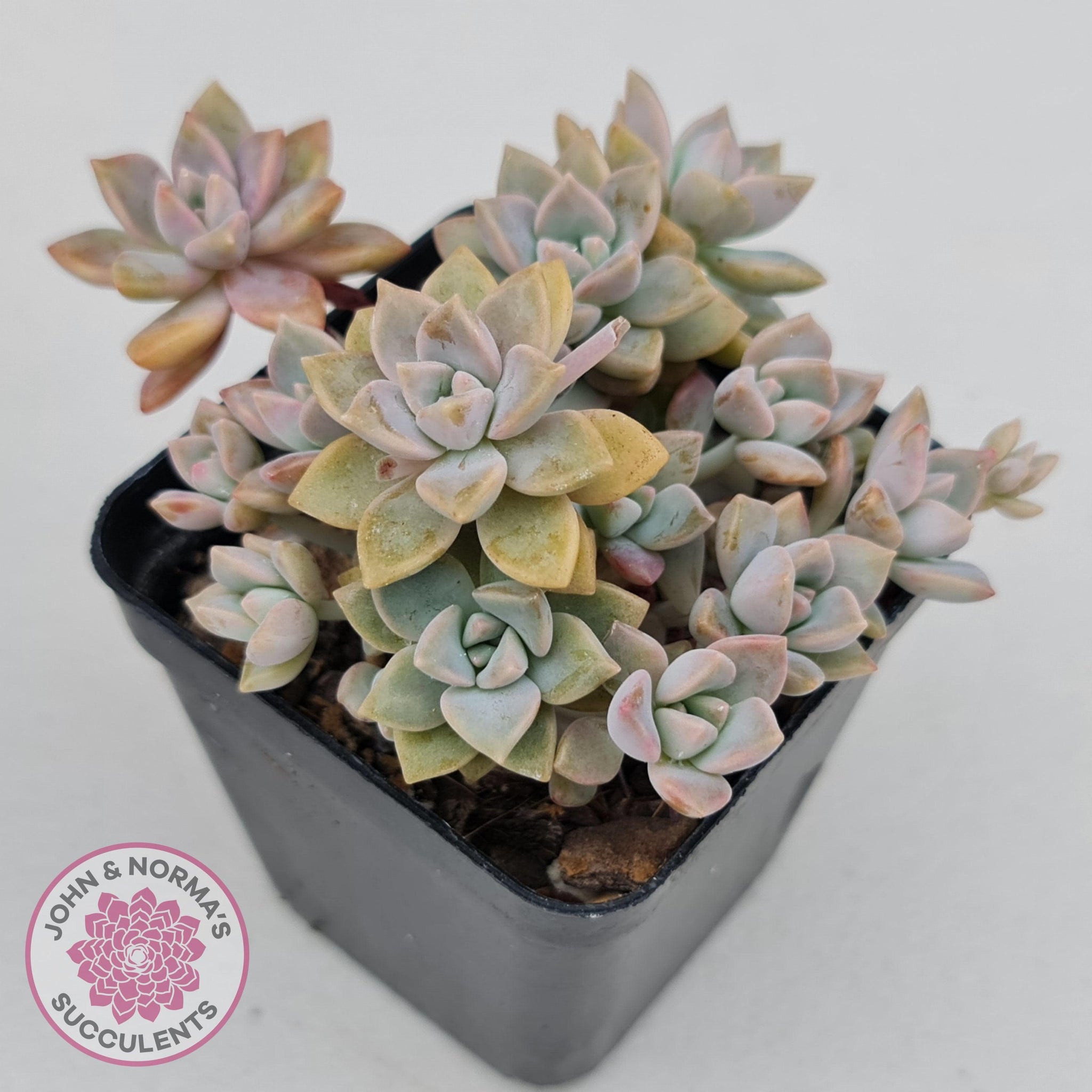 rose queen succulent Buy Graptoveria Rose Queen - Small form Australia