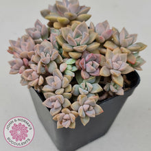 Load image into Gallery viewer, Graptoveria Rose Queen - Small form - John &amp; Norma&#39;s Succulents
