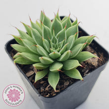 Load image into Gallery viewer, Graptoveria Silver Star - John &amp; Norma&#39;s Succulents Australia
