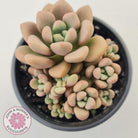 Graptoveria 'avant-garde'