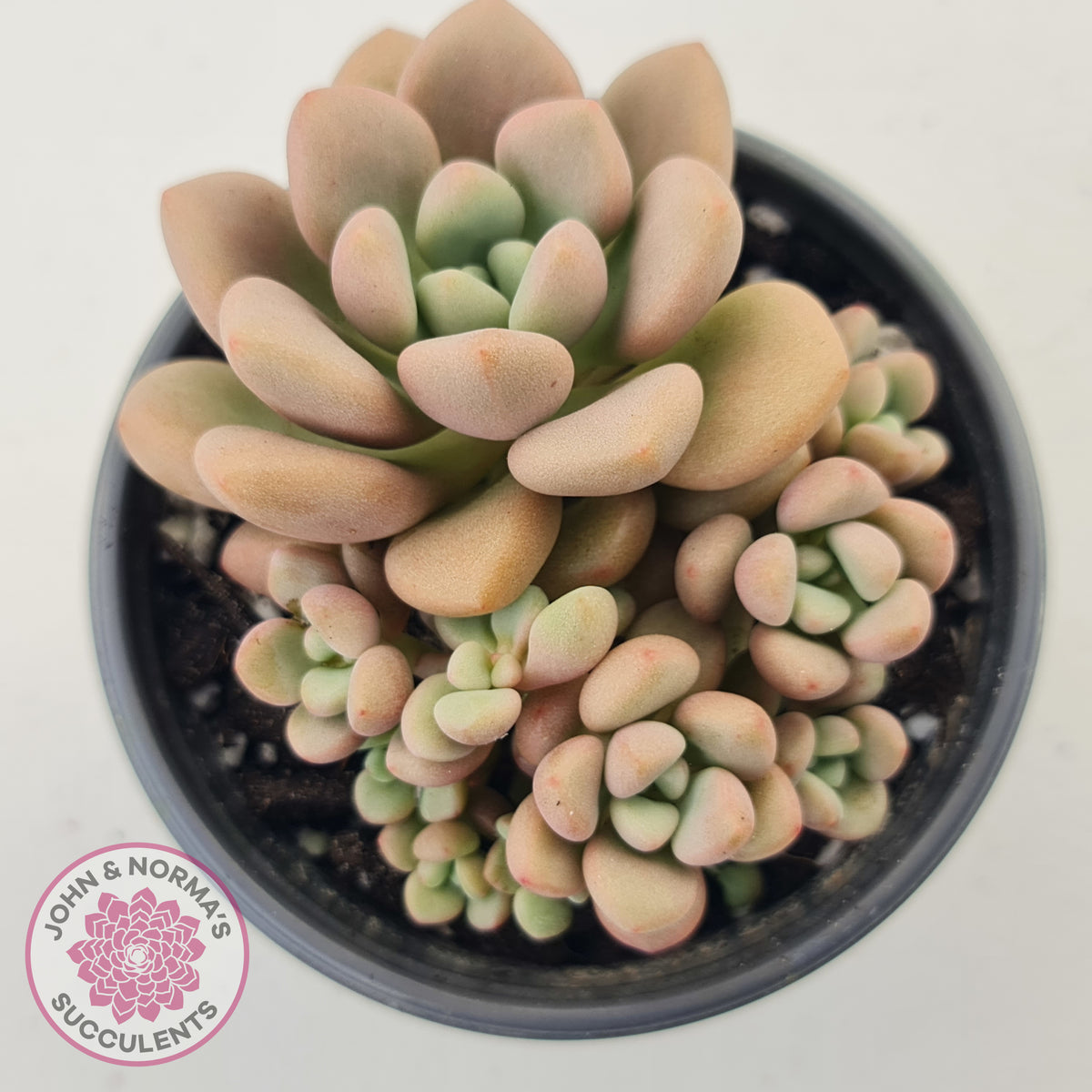 Graptoveria 'avant-garde'