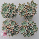 Graptoveria Marpin (Rose Queen)