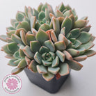 Graptoveria Marpin (Rose Queen)
