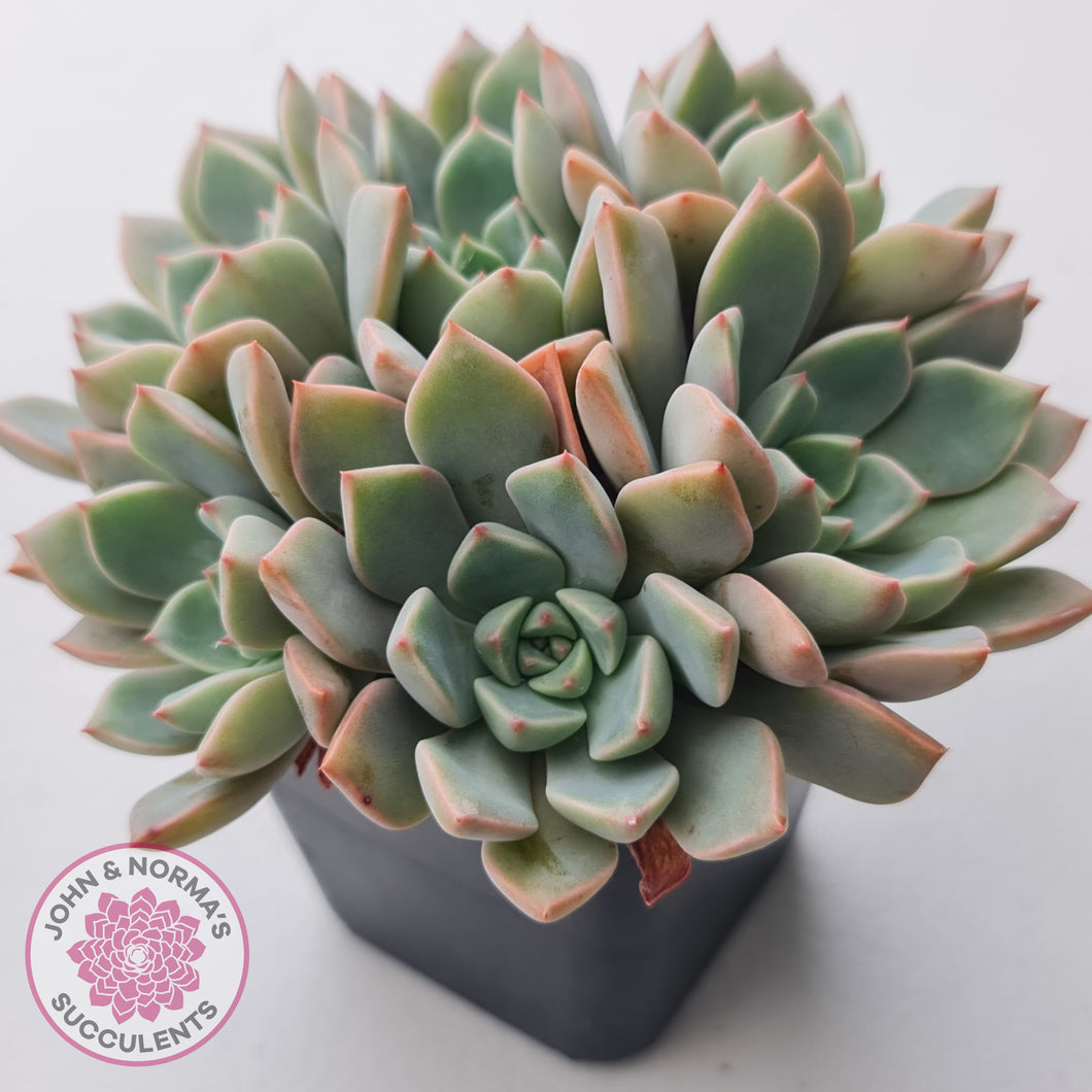 Graptoveria Marpin (Rose Queen)