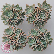 Load image into Gallery viewer, Graptoveria Marpin (Rose Queen)
