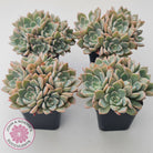 Graptoveria Marpin (Rose Queen)
