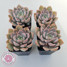 Graptoveria Marpin (Rose Queen)