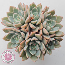 Load image into Gallery viewer, Graptoveria Marpin (Rose Queen)
