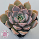 Graptoveria Marpin (Rose Queen)