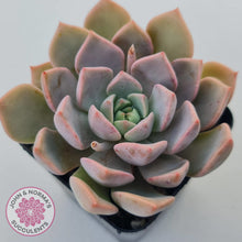 Load image into Gallery viewer, Graptoveria Marpin (Rose Queen)
