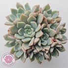 Graptoveria Marpin (Rose Queen)