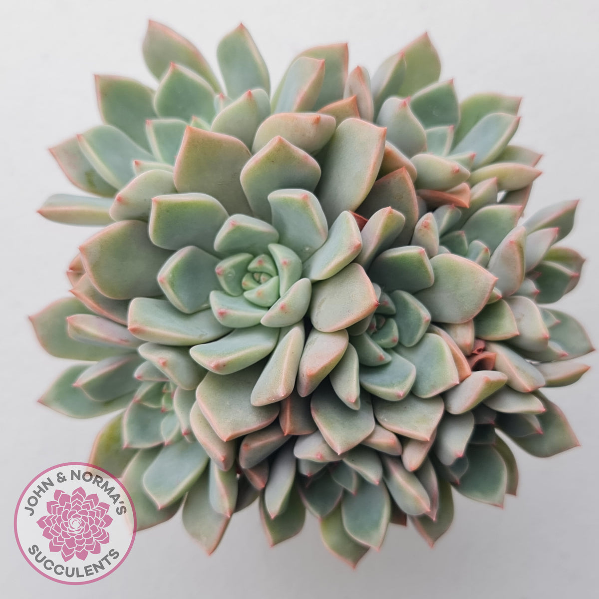 Graptoveria Marpin (Rose Queen)