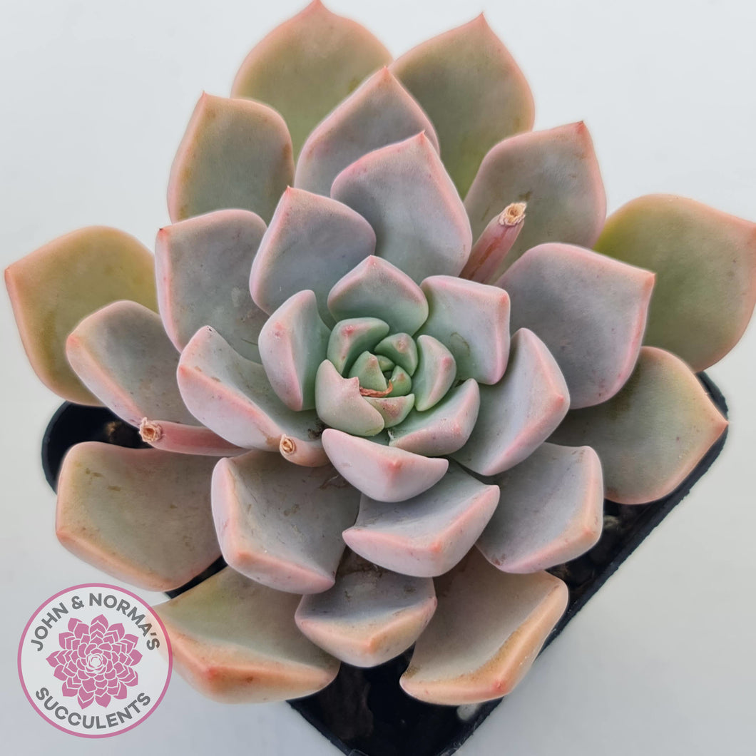 Graptoveria Marpin (Rose Queen)