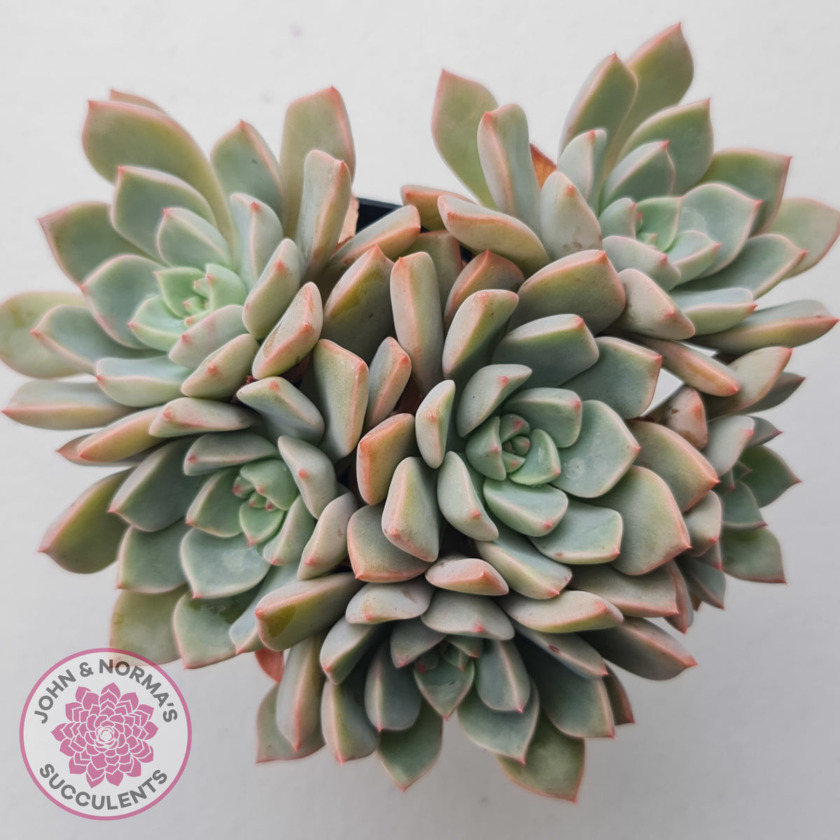 Graptoveria Marpin (Rose Queen)