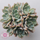 Graptoveria Marpin (Rose Queen)