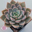 Graptoveria Marpin (Rose Queen)