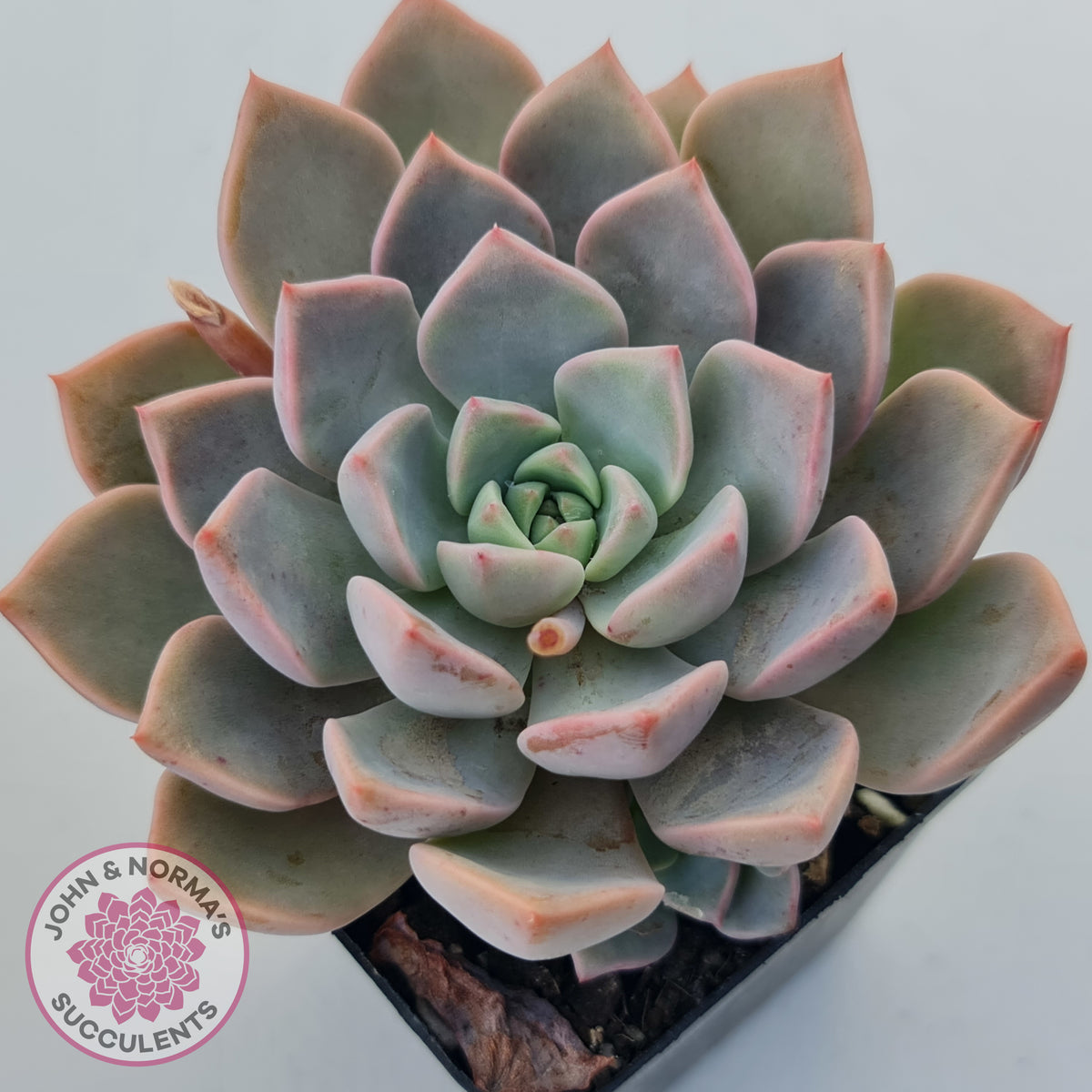 Graptoveria Marpin (Rose Queen)