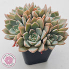 Graptoveria Marpin (Rose Queen)