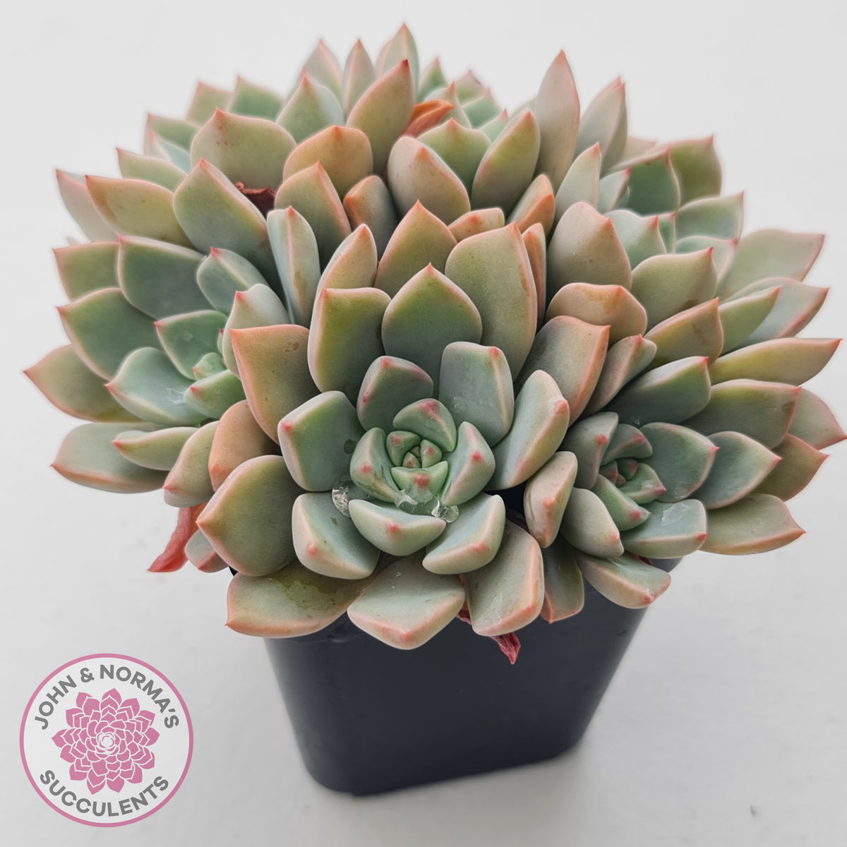 Graptoveria Marpin (Rose Queen)