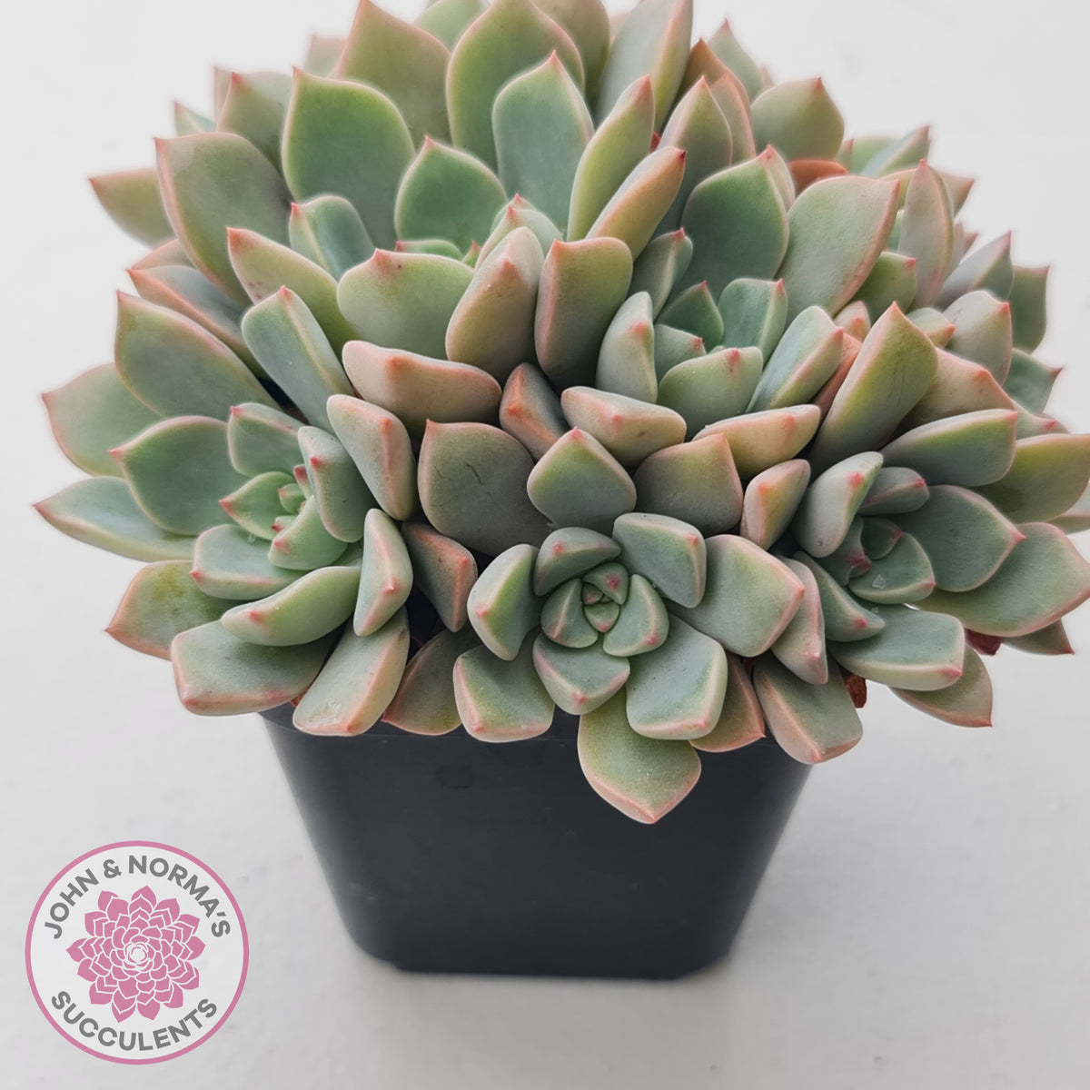 Graptoveria Marpin (Rose Queen)