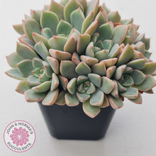 Load image into Gallery viewer, Graptoveria Marpin (Rose Queen)
