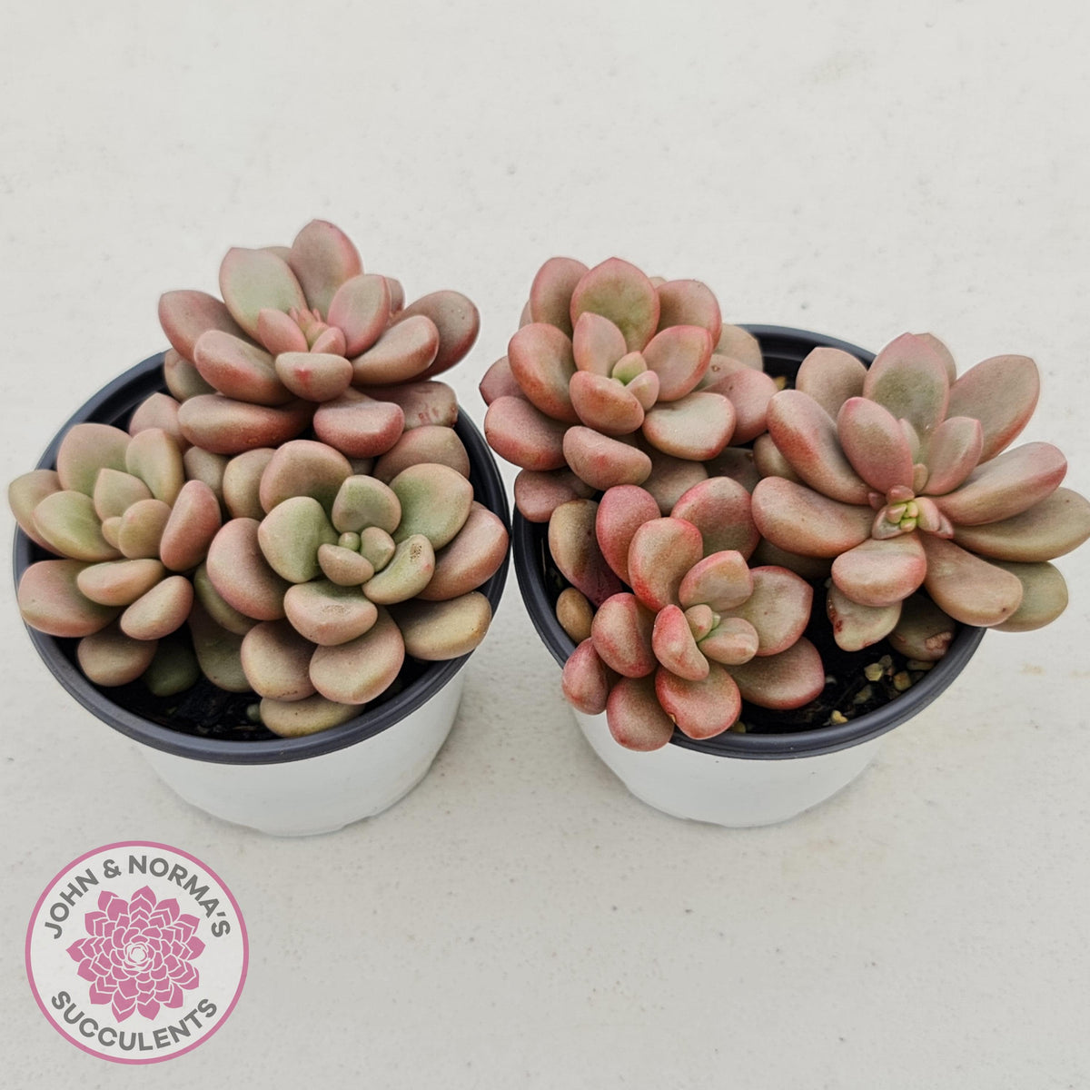 Graptoveria 'avant-garde'