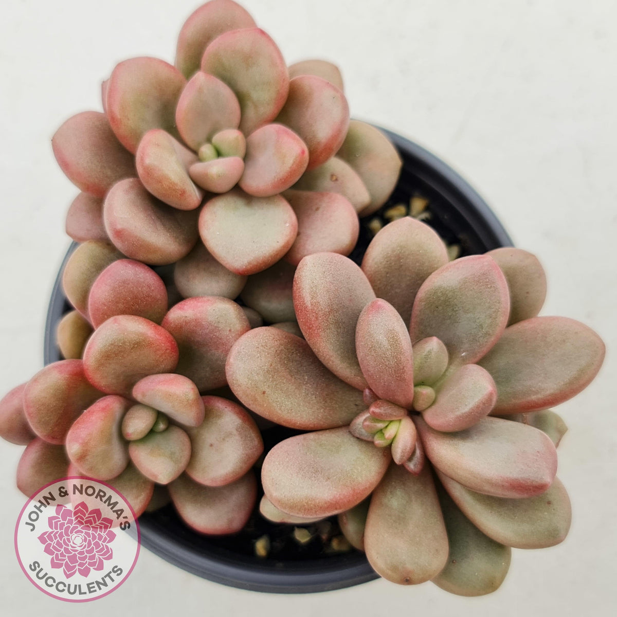 Graptoveria 'avant-garde'