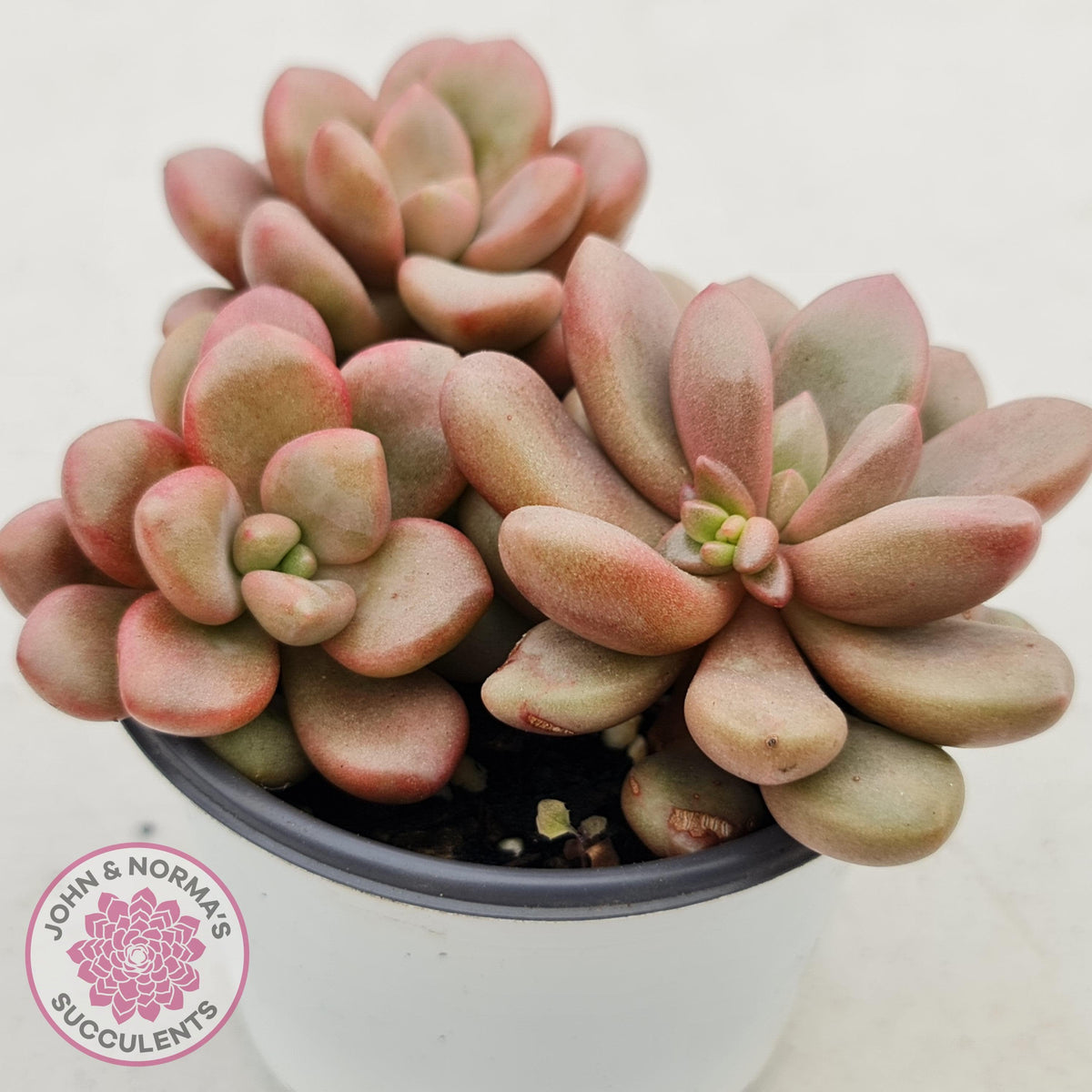 Graptoveria 'avant-garde'